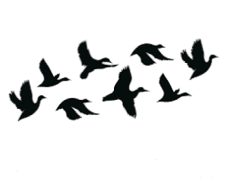 flock of birds